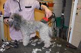 CANICHE - BROSSAGE 029